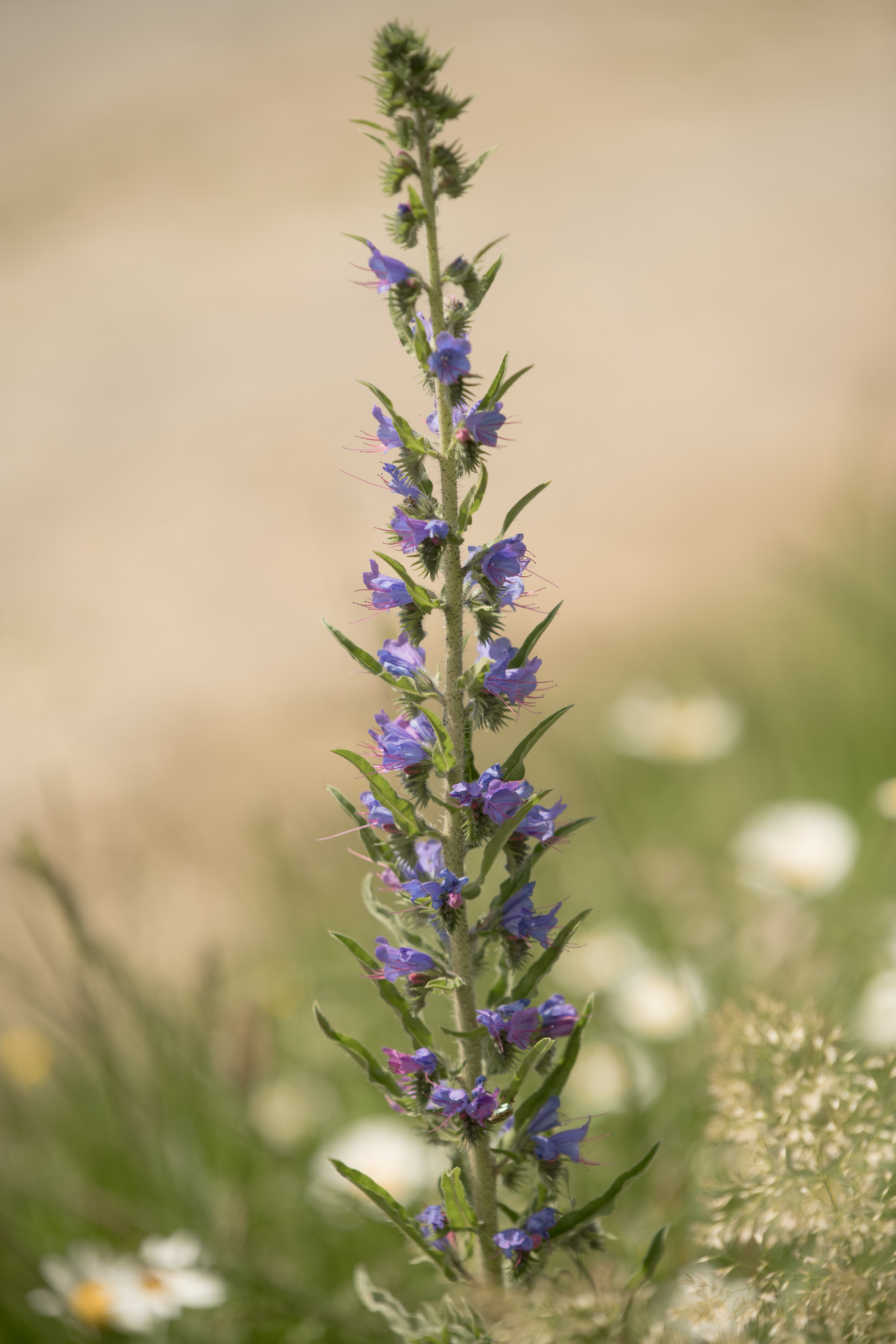 wiesberg-9599-20240623-1