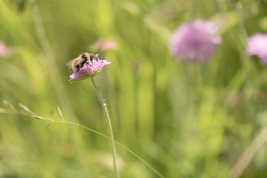 wiesberg-9609-20240623-1