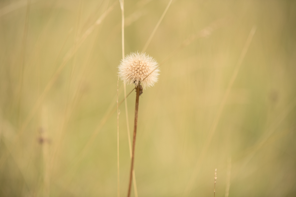 Web-wiesberg-0907-20240728-C-Susanne Henris