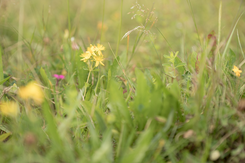 Web-wiesberg-0973-20240728-C-Susanne Henris