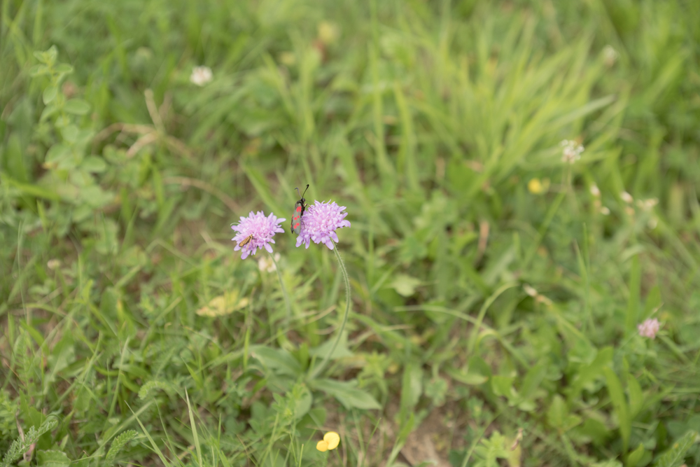 Web-wiesberg-1012-20240728-C-Susanne Henris