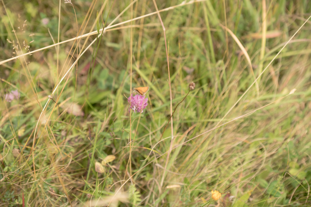 Web-wiesberg-1014-20240728-C-Susanne Henris