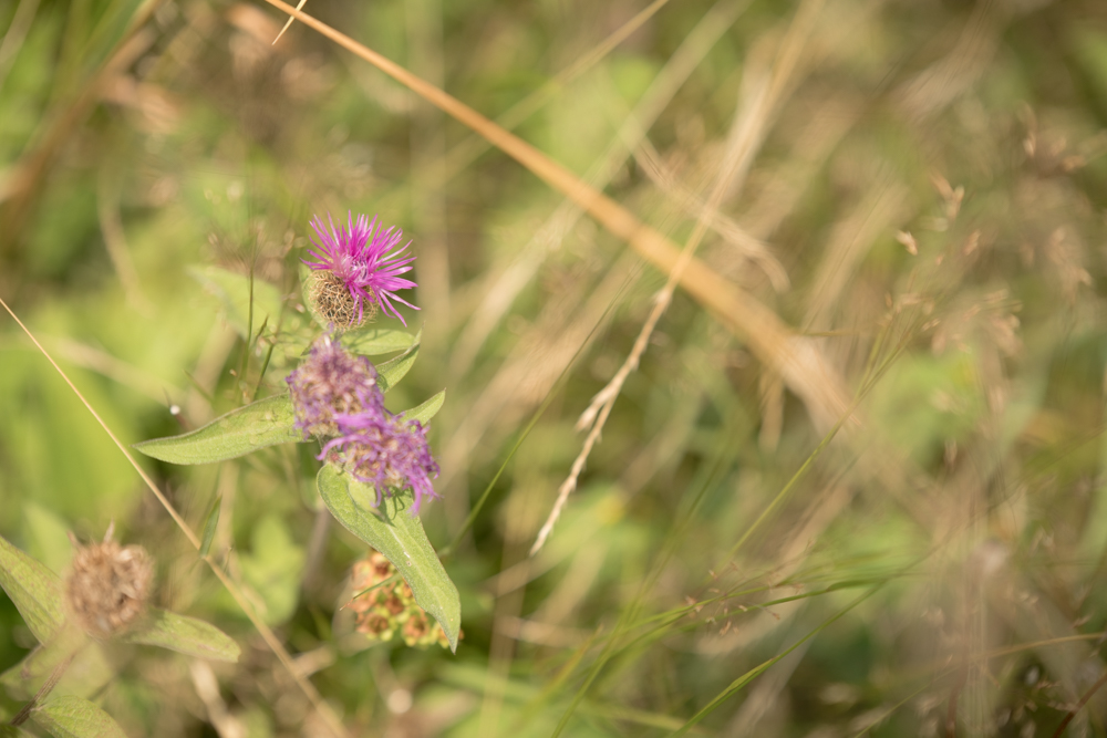 Web-wiesberg-1034-20240728-C-Susanne Henris