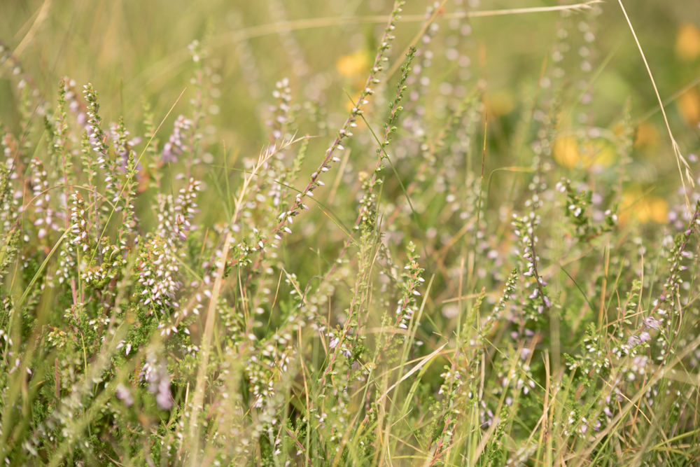 Web-wiesberg-1036-20240728-C-Susanne Henris