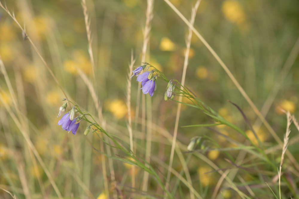 Web-wiesberg-1045-20240728-C-Susanne Henris