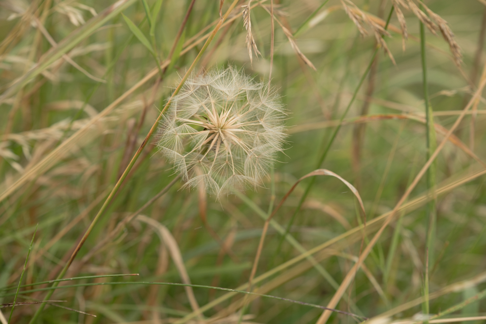 Web-wiesberg-1074-20240728-C-Susanne Henris