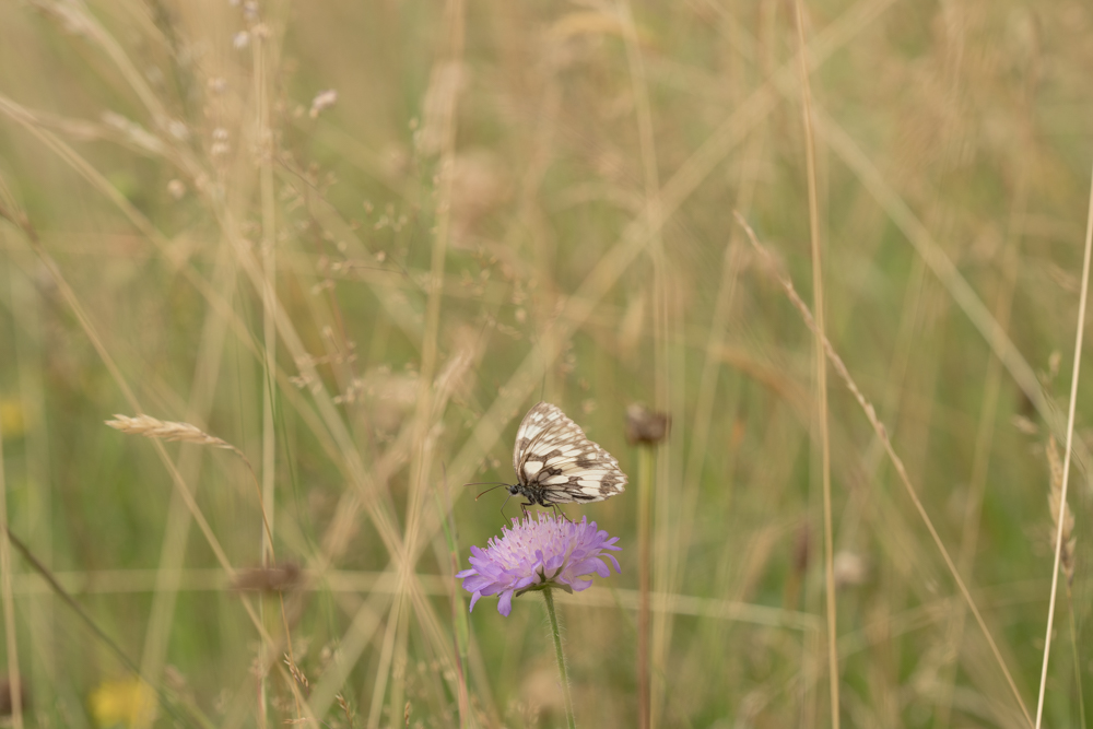 Web-wiesberg-1104-20240728-C-Susanne Henris