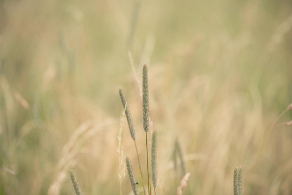 Web-wiesberg-1153-20240728-C-Susanne Henris