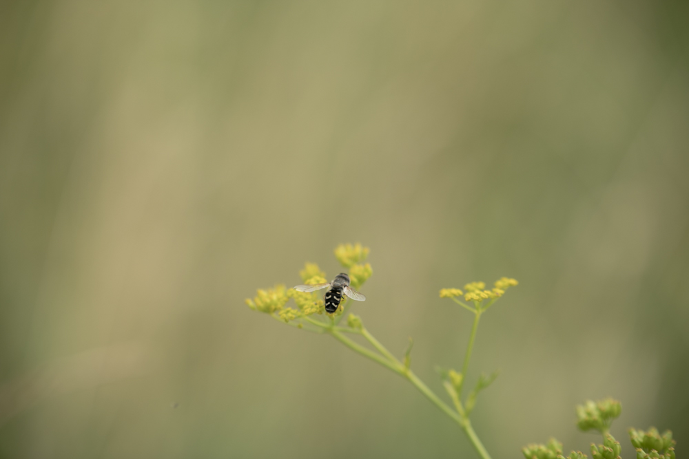 Web-wiesberg-1170-20240728-C-Susanne Henris